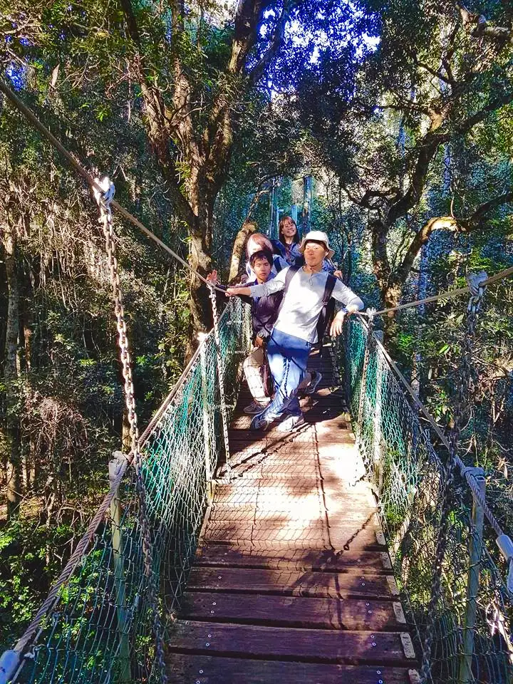 Rainforests of Lamington Wilderness Tour from the Gold Coast