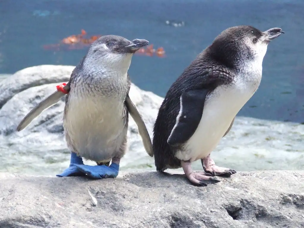 International Antarctic Centre Pass