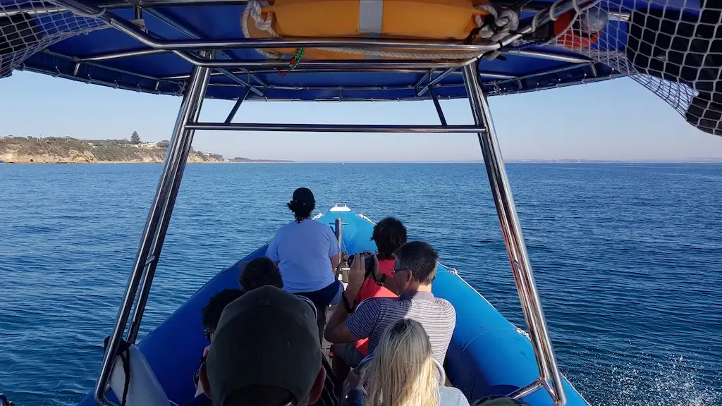 Dolphin and Seal Watching Eco Boat Tour - Mornington Peninsula