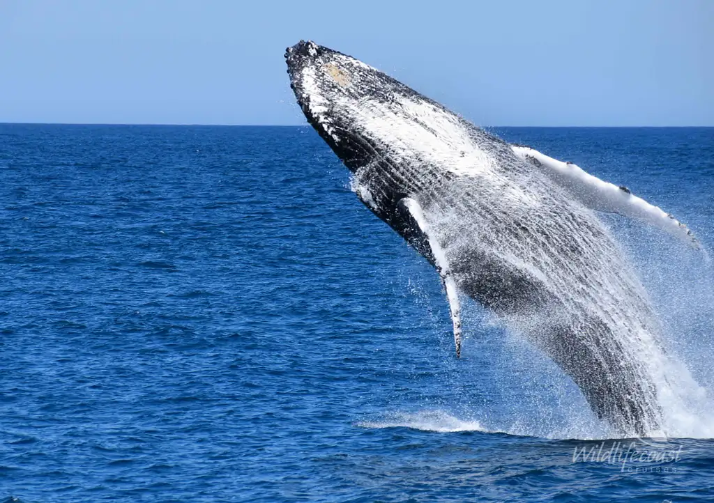 Phillip Island Winter Whale Cruise