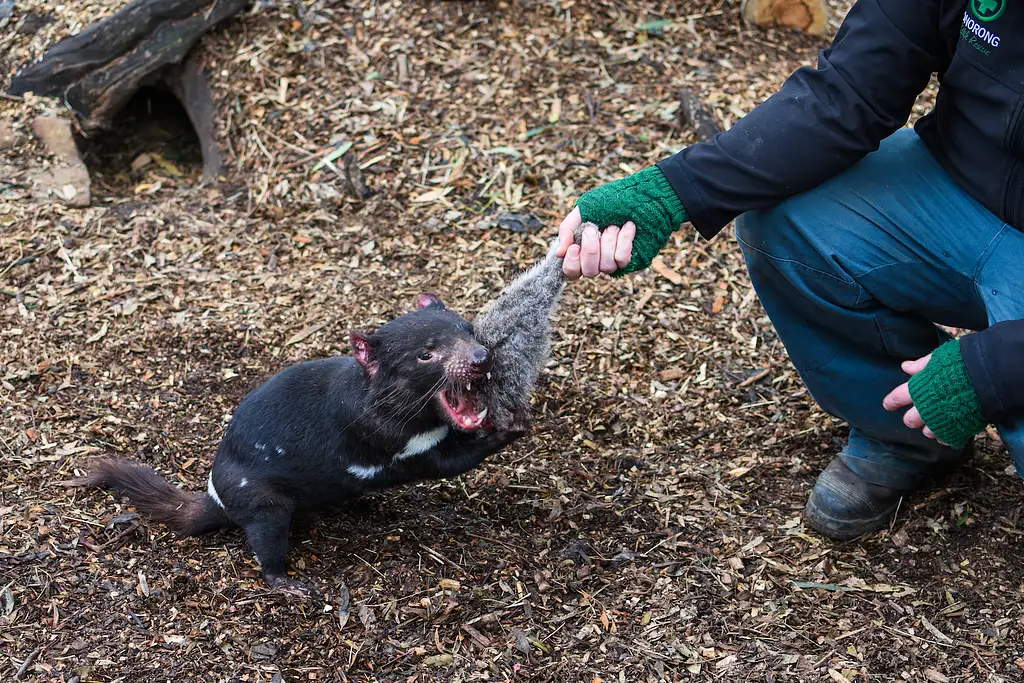 Bonorong Wildlife Sanctuary & Coal River Farm