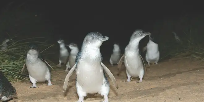 Phillip Island Penguin Parade Tour