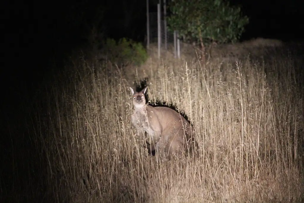 Nocturnal 4WD Tour Kangaroo Island