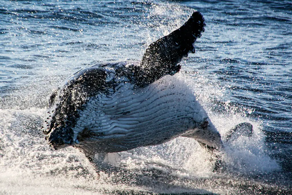 Gold Coast Whale Watching Cruise