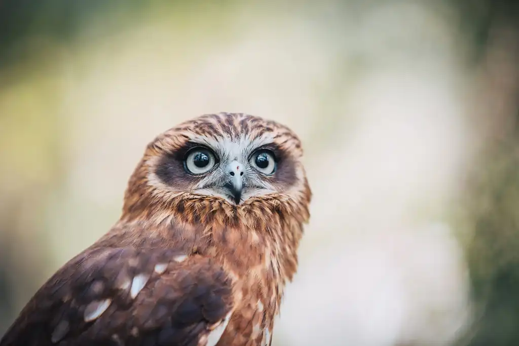 Capes Raptor Centre: Encounters and Birds of Prey Forest Walk