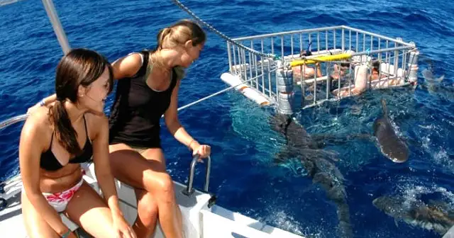 Oahu Shark Cage Diving at Haleiwa