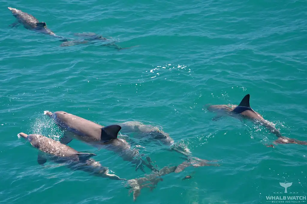 Whale Watching Tour From Perth