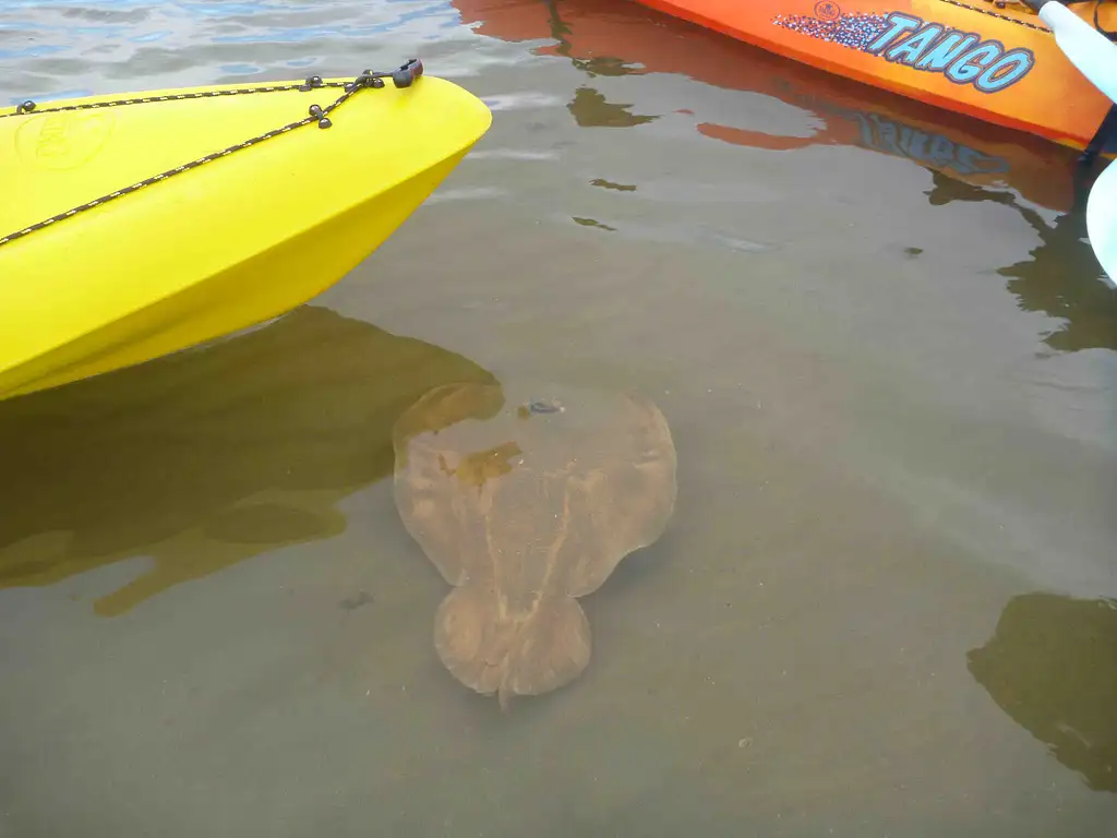 Glass Bottom Kayak Tour - Batemans Bay