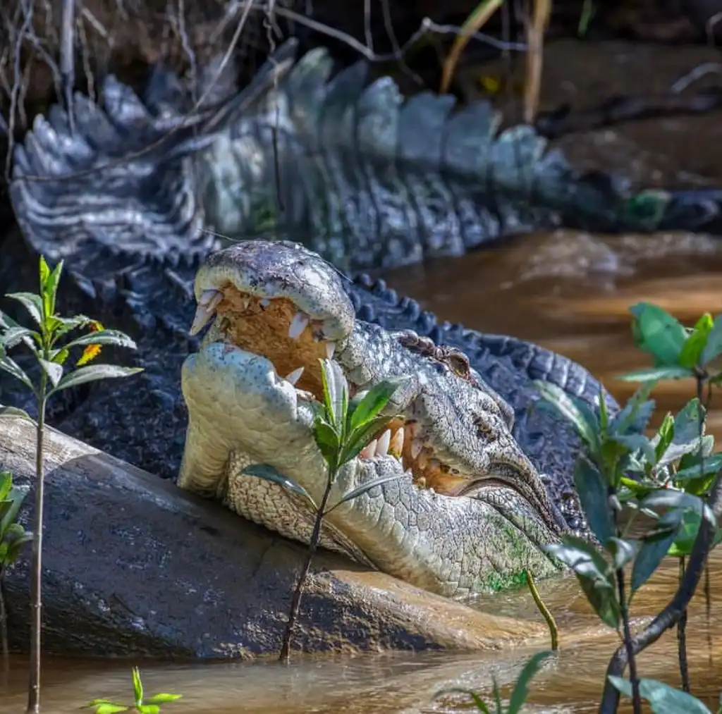 Mossman Gorge, Daintree Rainforest & Daintree River Crocodile Cruise | Wanderers Walk