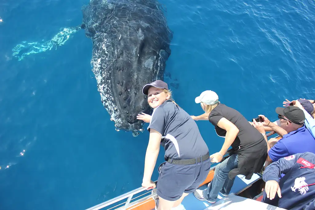 Premium Whale Watching Tour - Hervey Bay