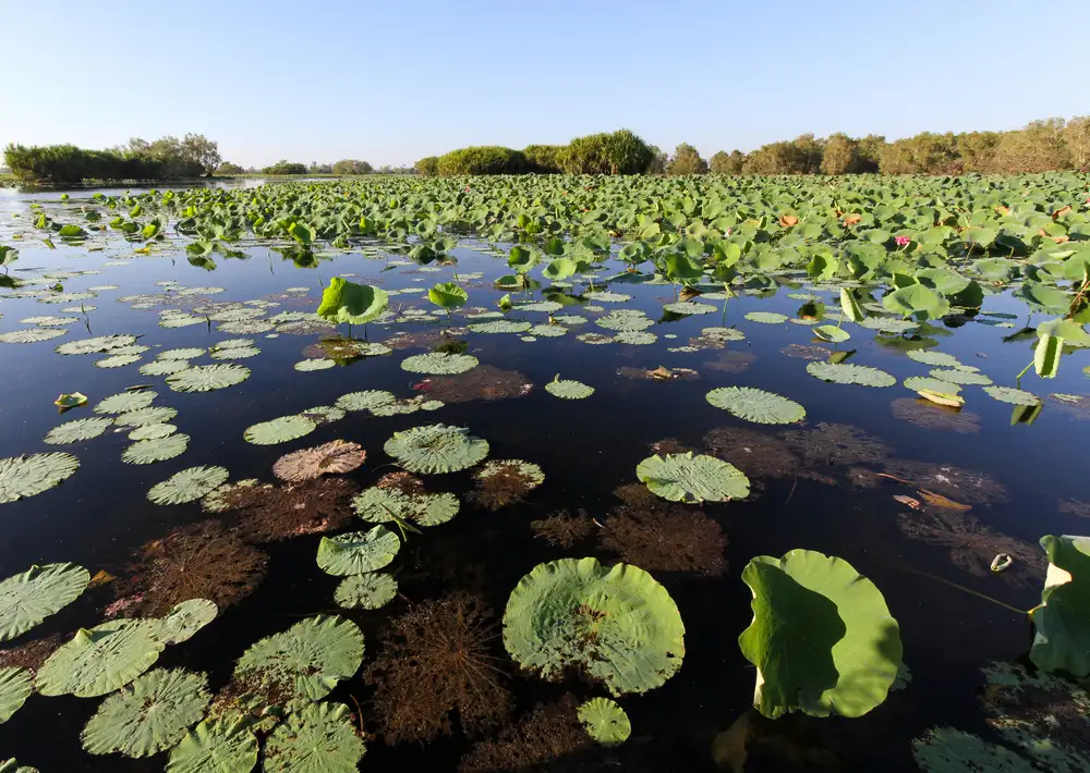 5 Day Top End & Arnhem Land Adventure | Darwin to Darwin