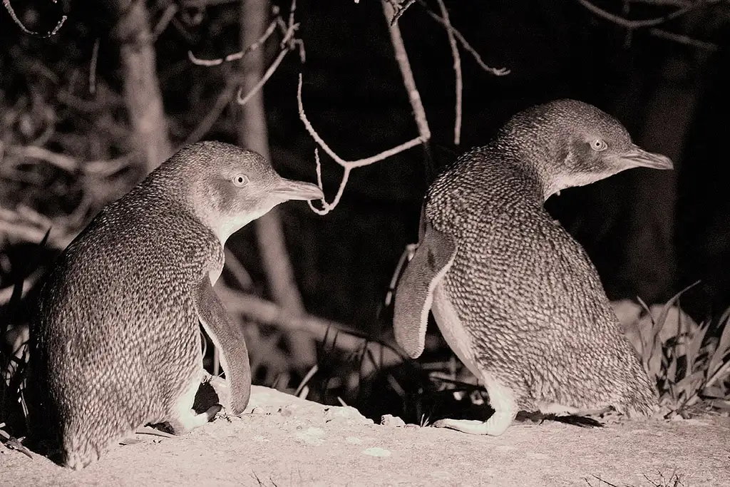 Nocturnal 4WD Tour Kangaroo Island