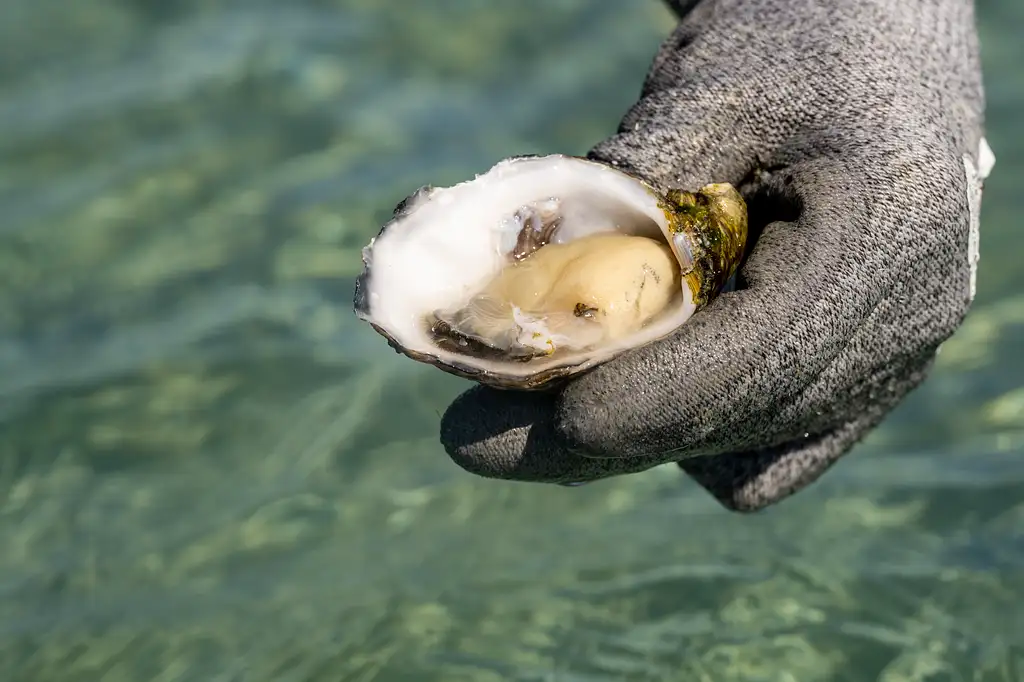 Coffin Bay Short & Sweet Oyster Farm Tour