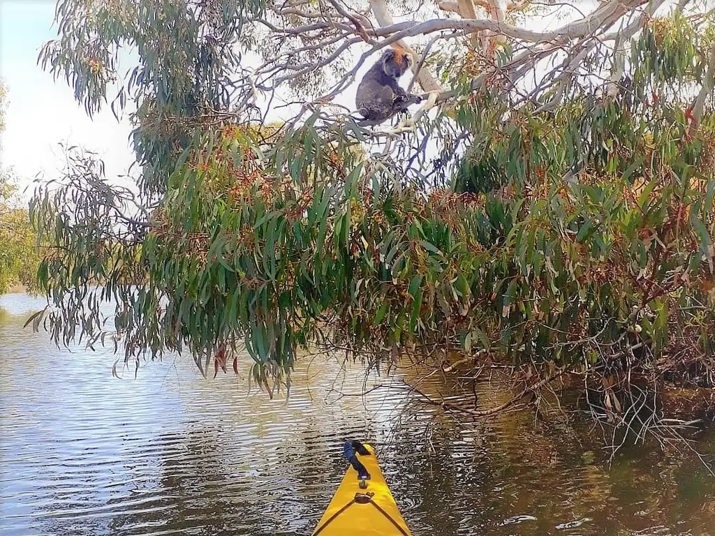 Kangaroo Island Kayak Tour - Harriet River