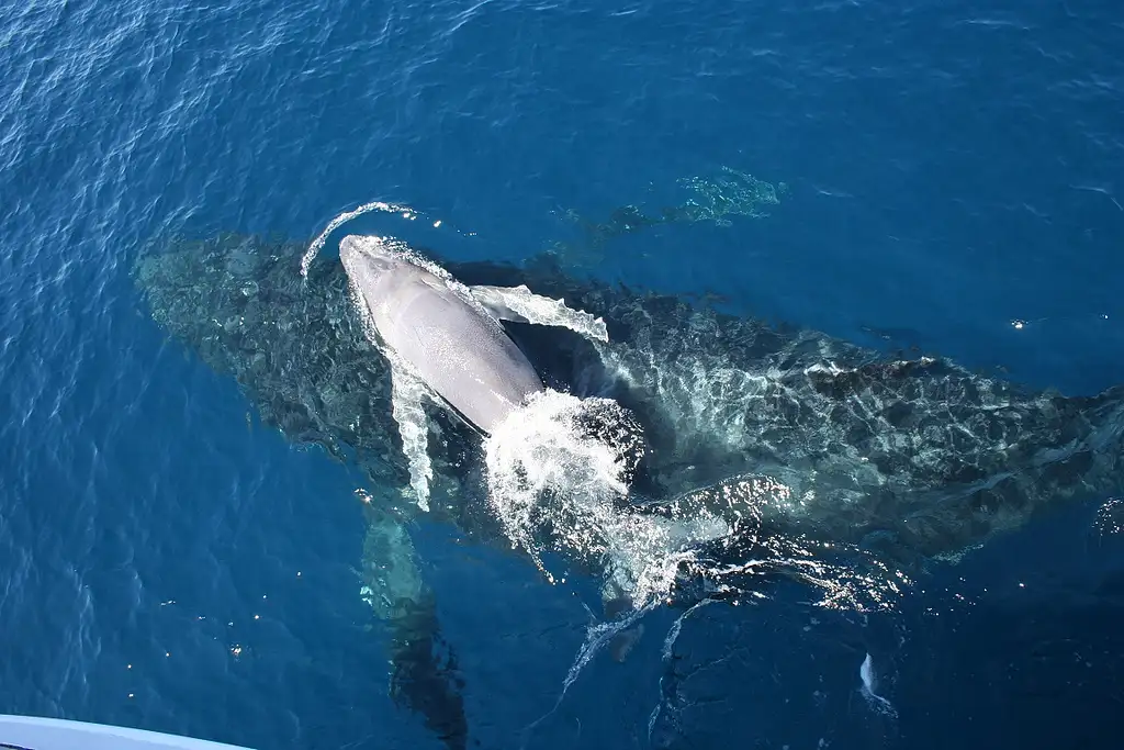 VIP Brisbane Whale Watching Adventure | Departing Redcliffe