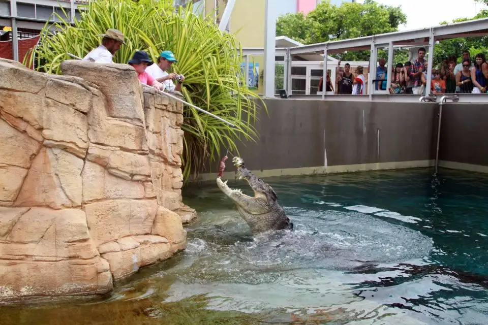 Crocosaurus Cove Entry And Big Croc Feed Experience