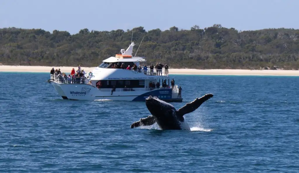 Hervey Bay Whale Watching Cruise | Family Friendly + Wheelchair Accessible