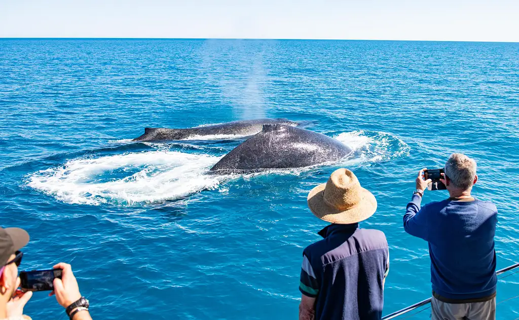 Whale Watching & Sunset Cruise | Broome