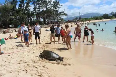 Oahu Island Turtle Tour