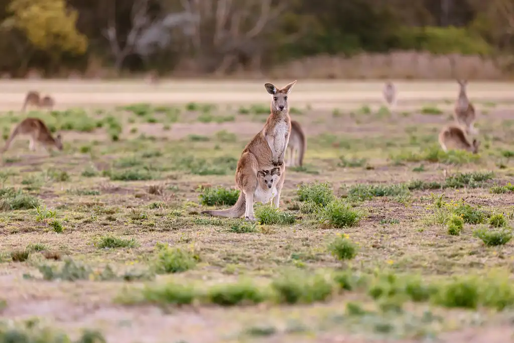 Kangaroos and Koalas Tour