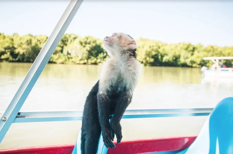 Mangrove Boat Tour