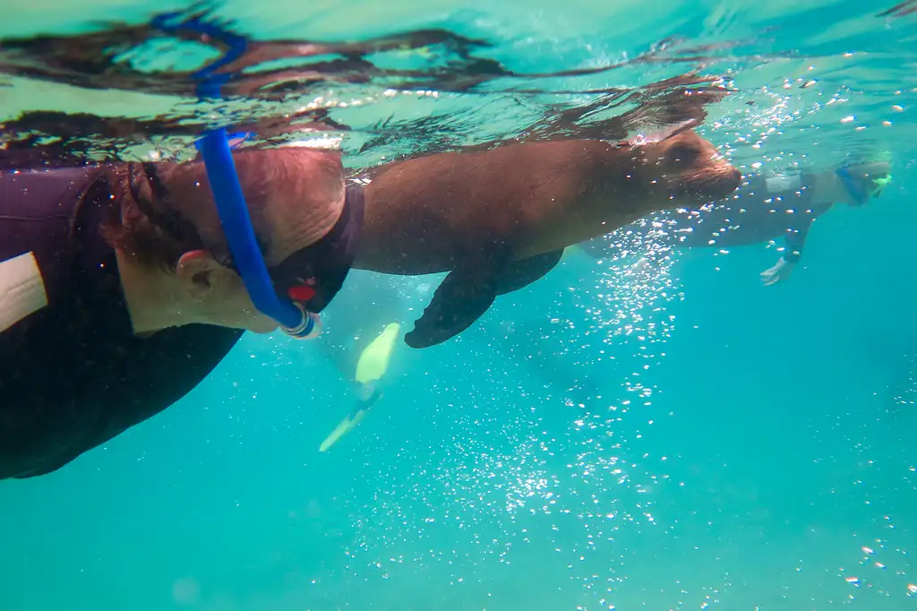 Great Reef Snorkel Tour - Swim with Dolphins and Seals