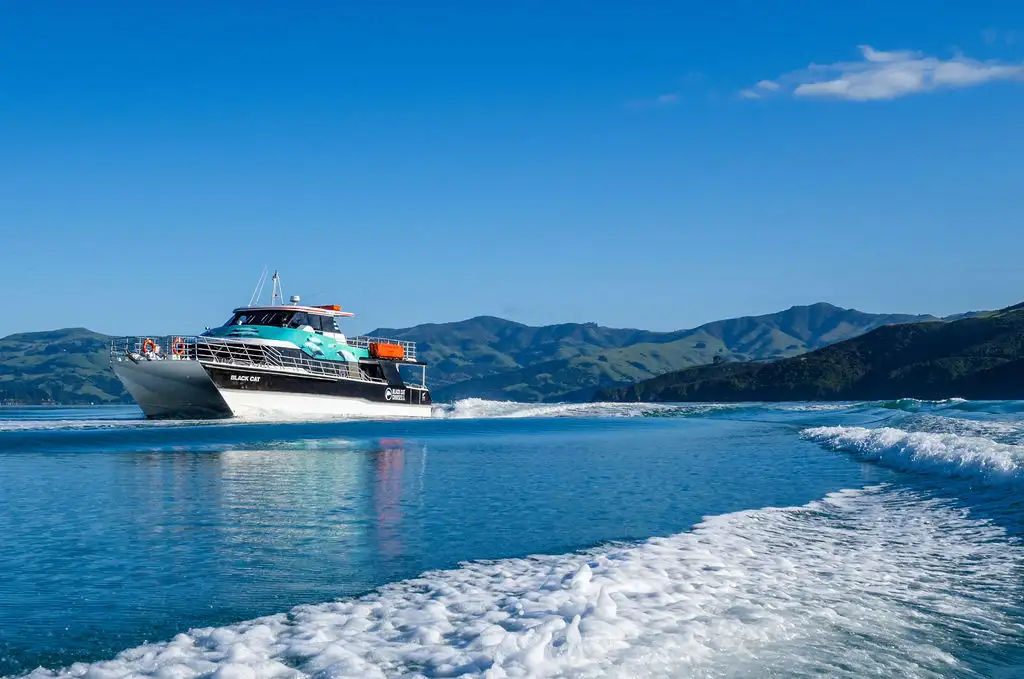 Akaroa Harbour Nature Cruise | 2 Hours