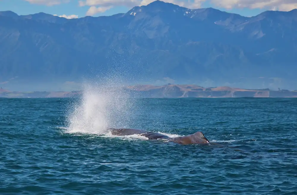 Kaikoura Whale Watching Tour