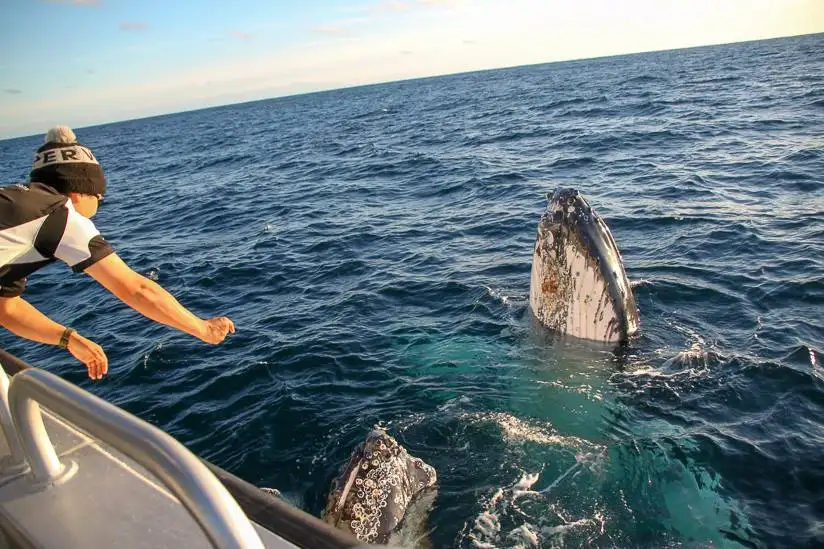 Augusta Whale Watching Eco Tour