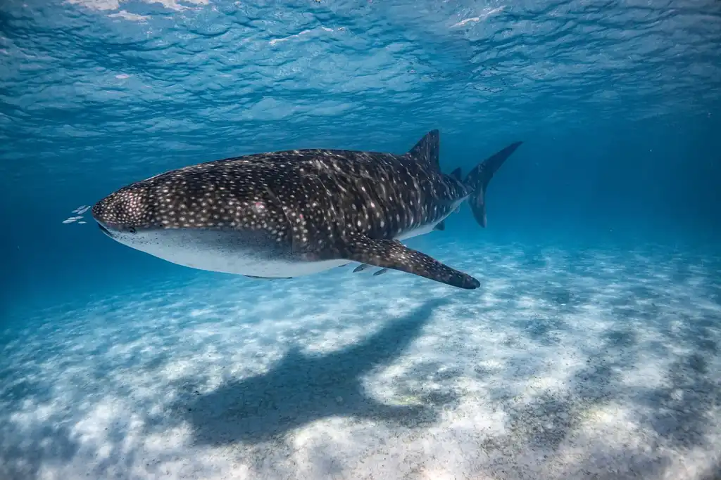 Coral Bay Whale Shark Safari (March-June)