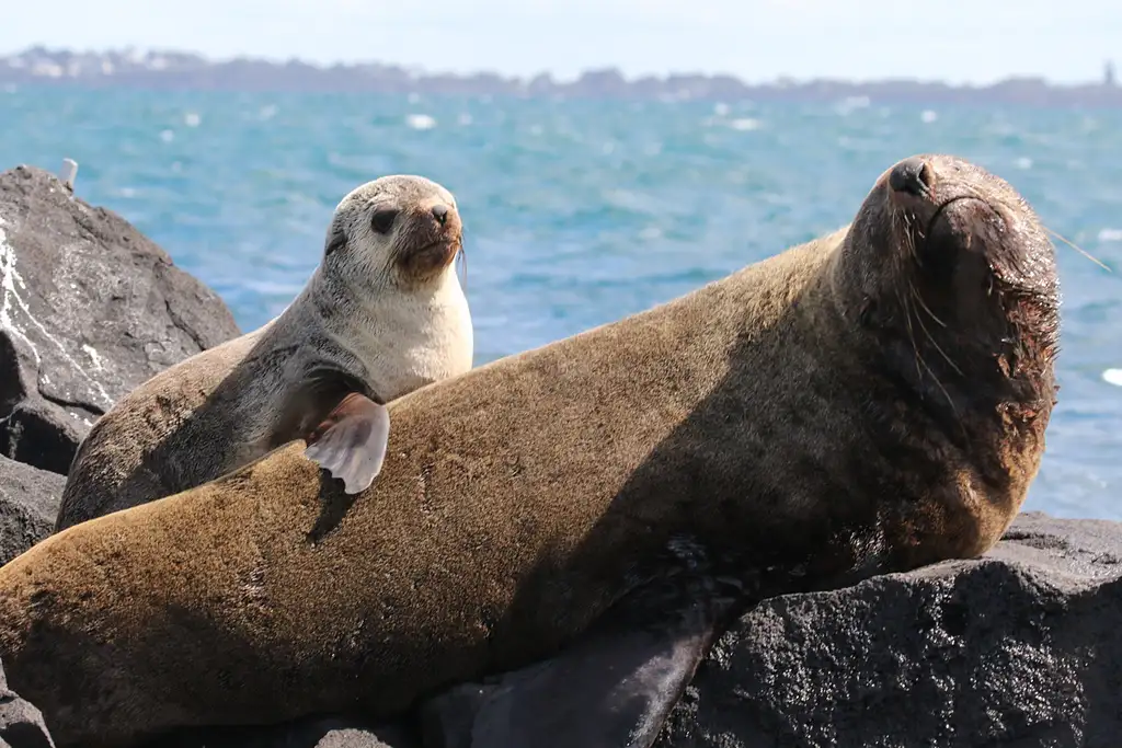 Dolphin and Seal Watching Eco Boat Tour - Mornington Peninsula