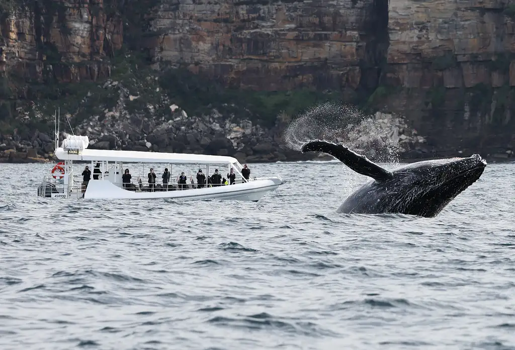 Whale Watching on vessel OSPREY - Circular Quay