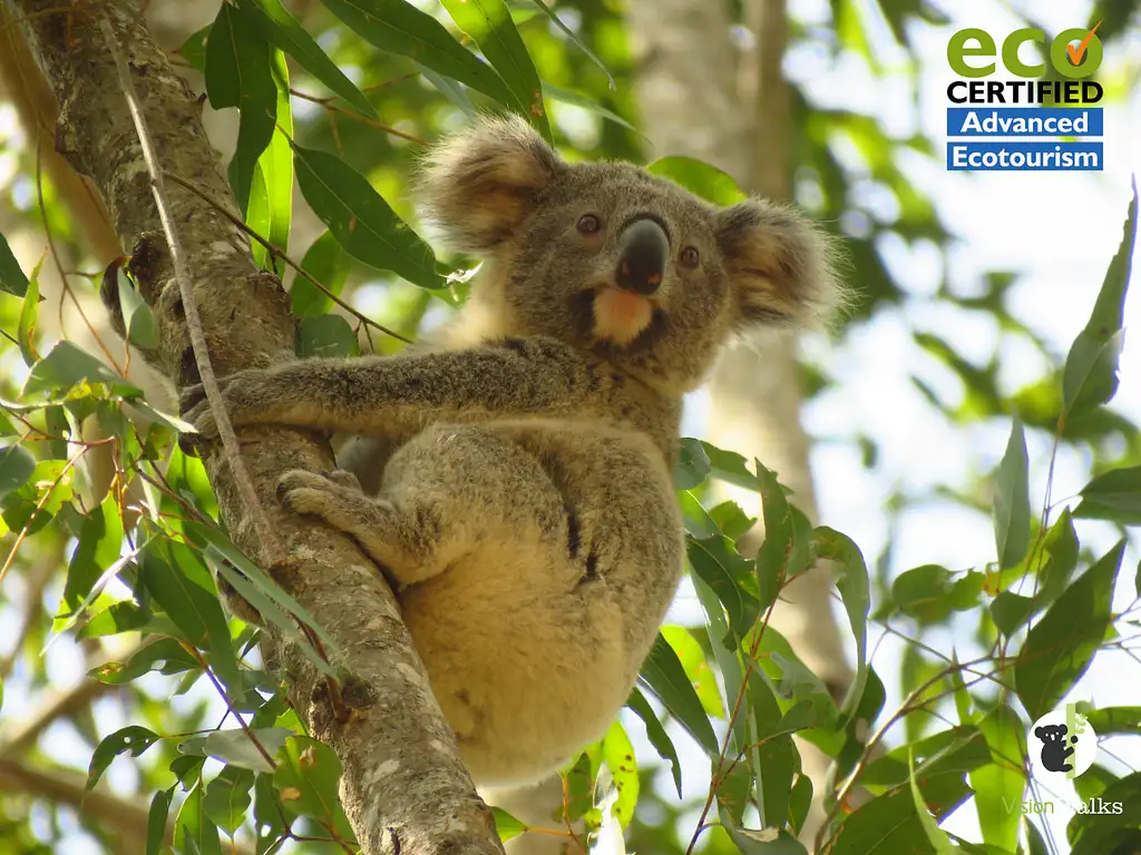 Byron Bay Koala-Spotting Eco Tour