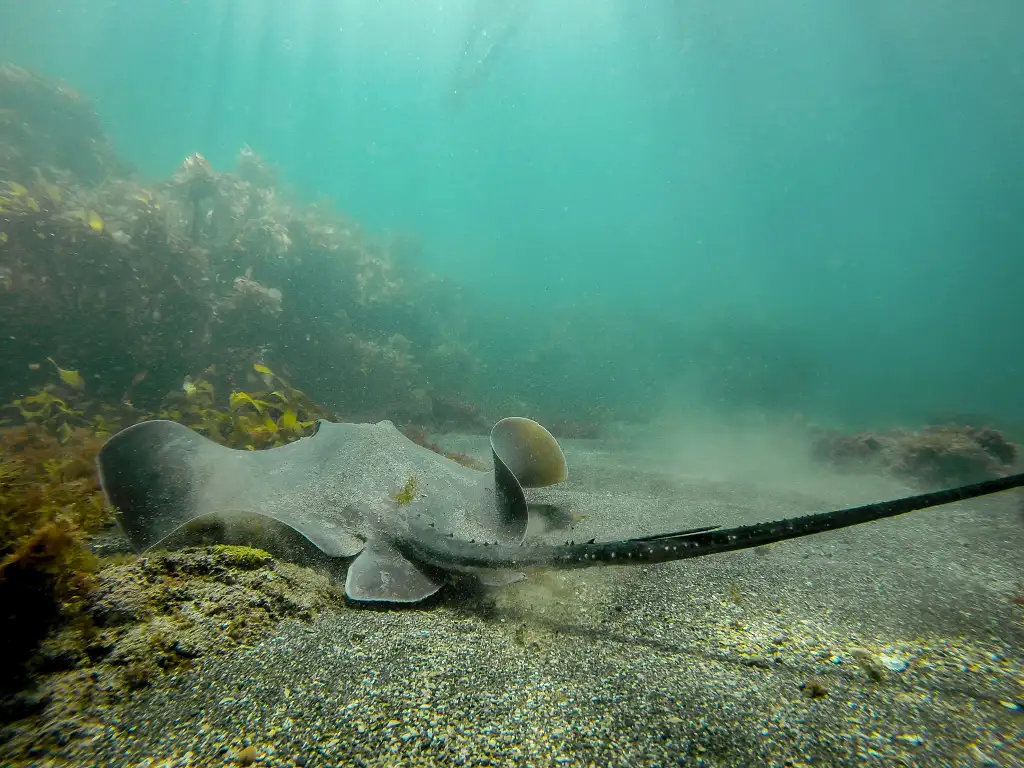 Goat Island Try Scuba Diving - Half Day