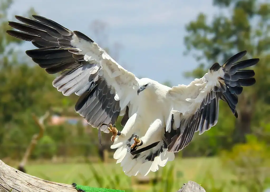 Lone Pine Koala Sanctuary Entry with Brisbane River Cruise