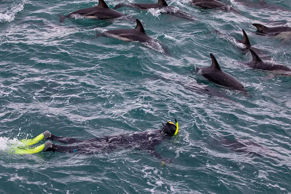 Dolphin Encounter In Kaikoura | Swim or Spectator Options