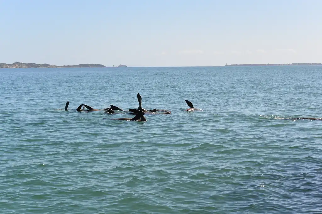 Dolphin and Seal Watching Eco Boat Tour - Mornington Peninsula