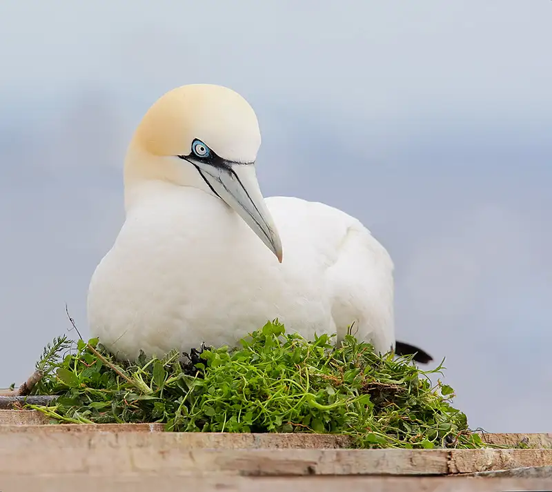 Port Phillip Bay Wildlife Adventure Cruise