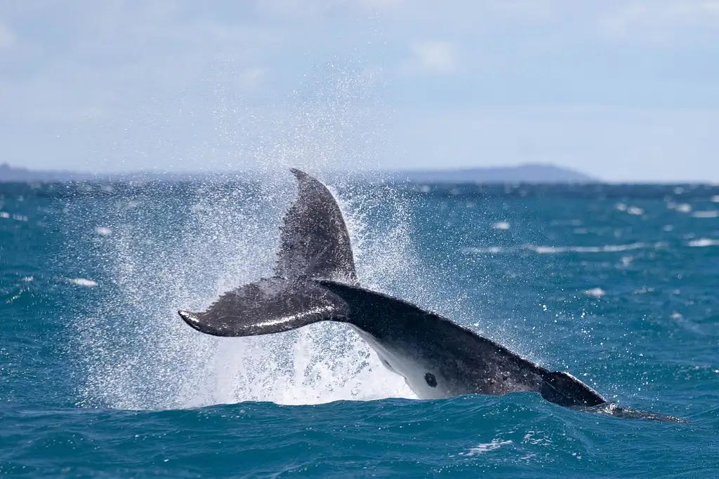 Hervey Bay Ultimate Whale Watch EcoTour (guaranteed sightings start 15 Jul - 9 Oct 2025)