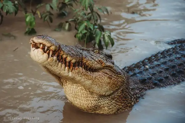 Litchfield National Park Day Tour - Waterfalls, Croc Cruise & Buley Rockhole