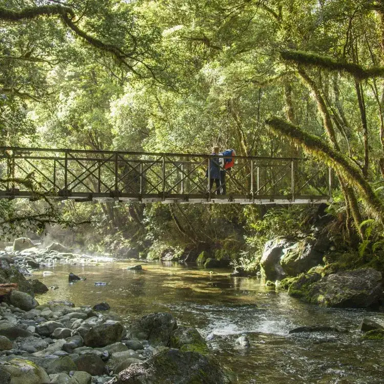 Milford Sound Cruise & Milford Track Walk