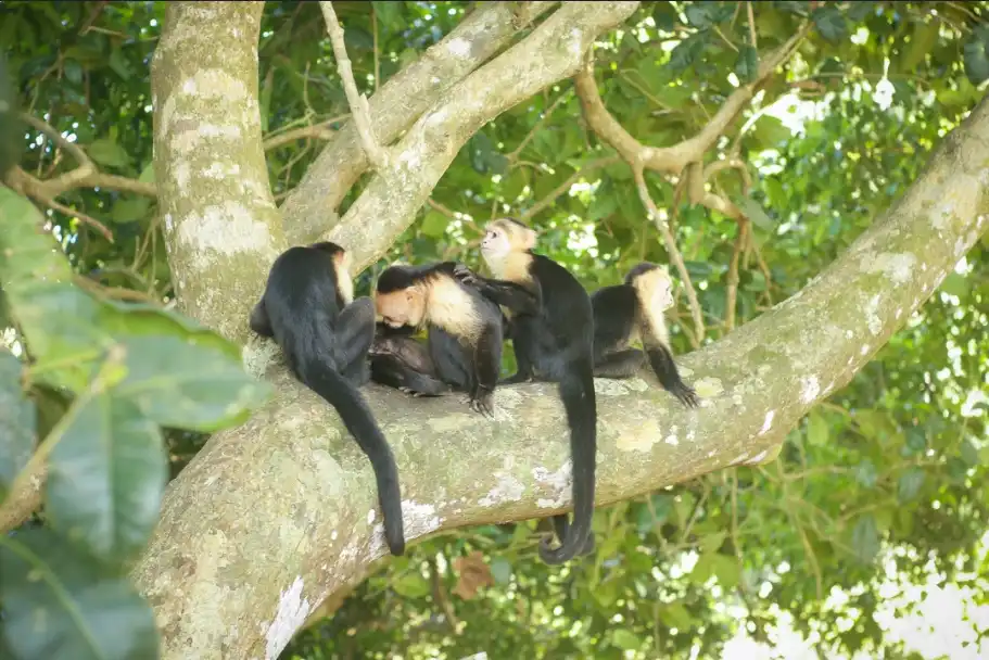 Manuel Antonio Park Tour