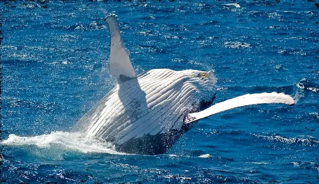 Whale Watching Day Cruise with option to upgrade to Wild Dolphin Feeding | Moreton Island