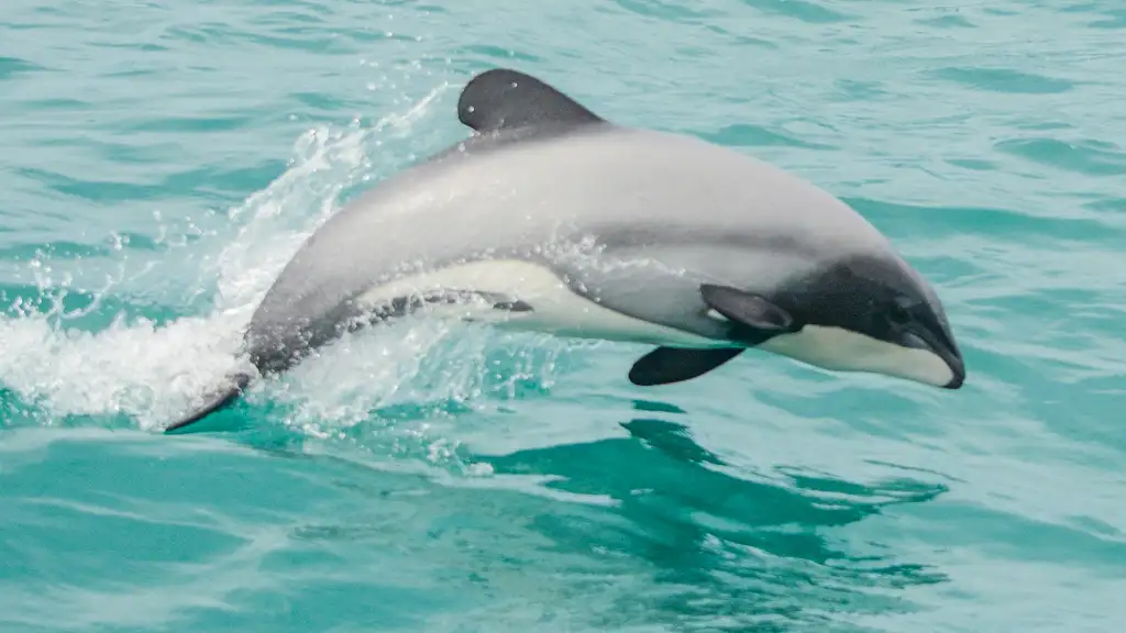 Akaroa Dolphins Harbour Nature Cruise