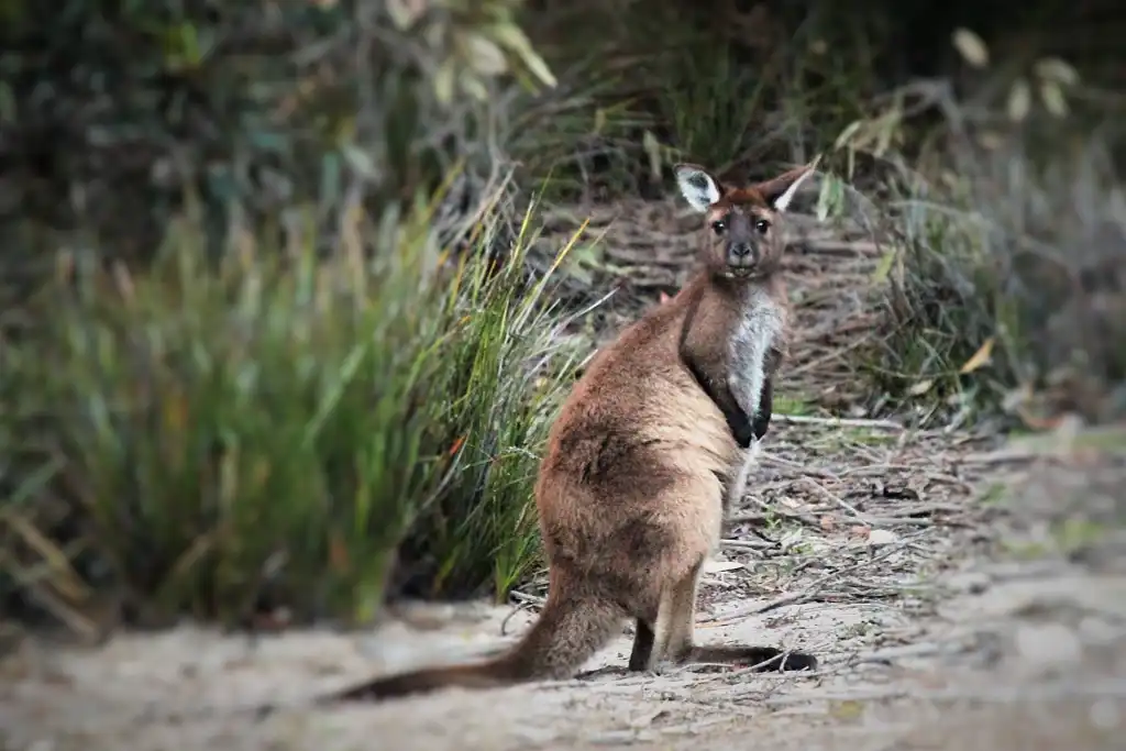 Kangaroo Island Koala Walking Tour