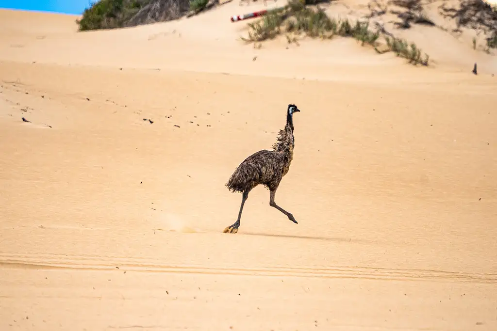 Wildlife, Sightseeing & 4WD Tour | Port Lincoln