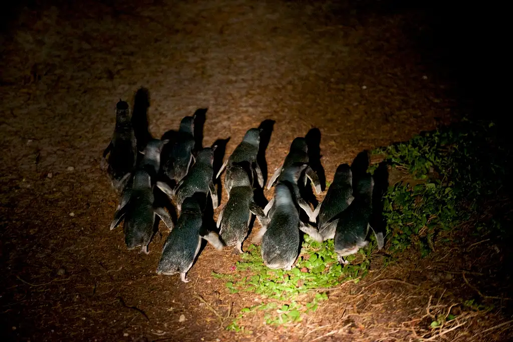 Bicheno Penguin Tour