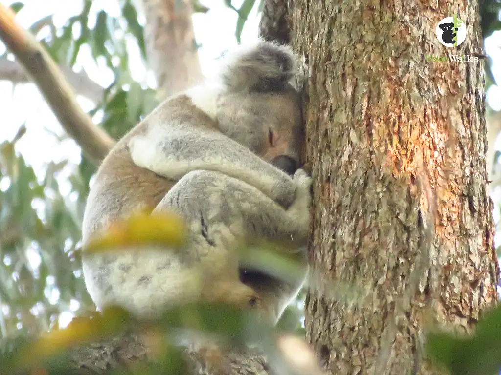 Platypus Walk - Byron Bay