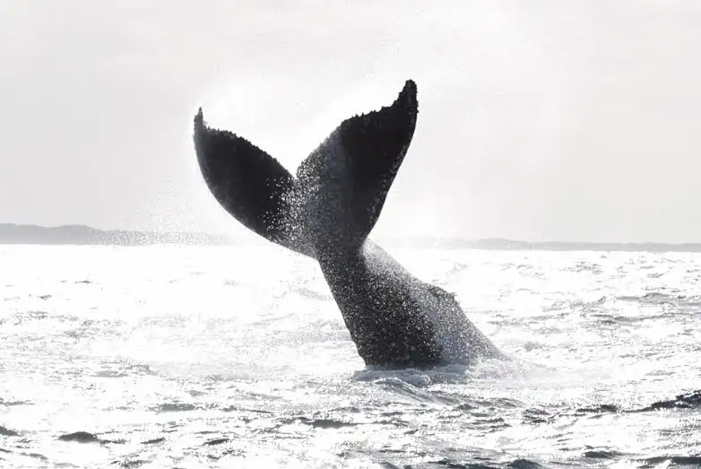 Augusta Whale Watching