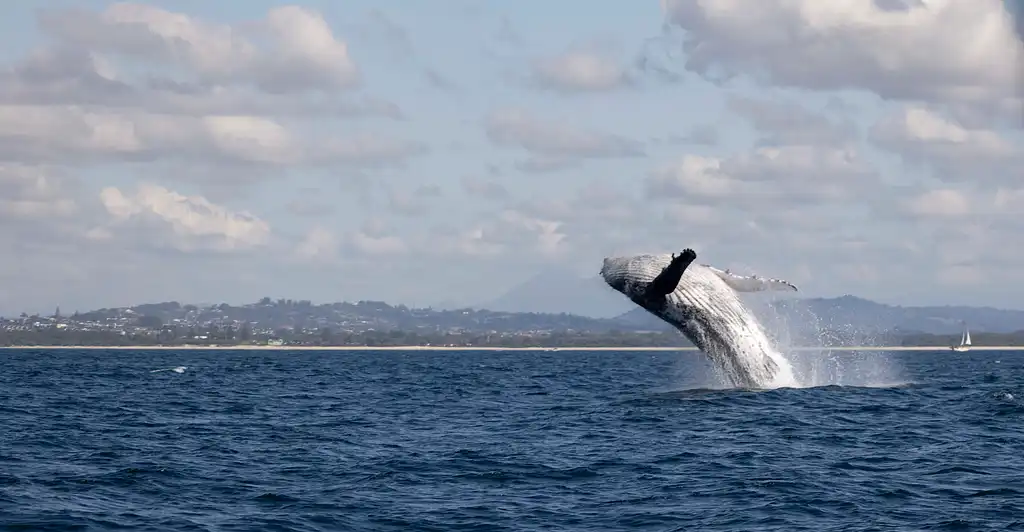 Whale Watching Tour Byron Bay